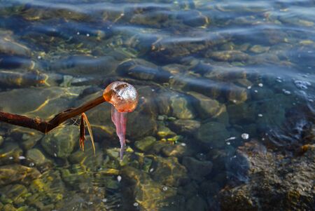 The pink jellyfish is caught and set on a dry branch. Selective focus