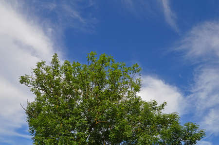 The crown of a large tree on a background of blue sky