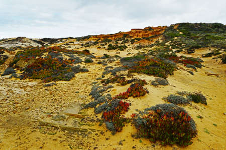 Wild green succulents Carpobrotus edulis and other plants on the coast near Cavaleiro on the Rota...