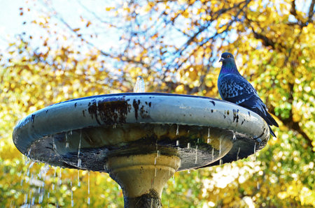 A pigeon is sitting on a fountain. Holy Spirit Square in Florence, Italy. selective focusの写真素材