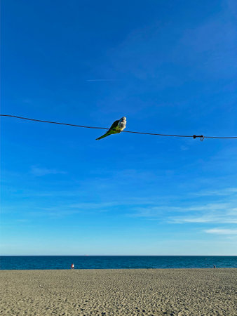 A solitary parrot Myiopsitta monachus calita sits on a wire