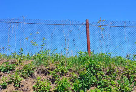 Old fence made of metal mesh among weedsの写真素材