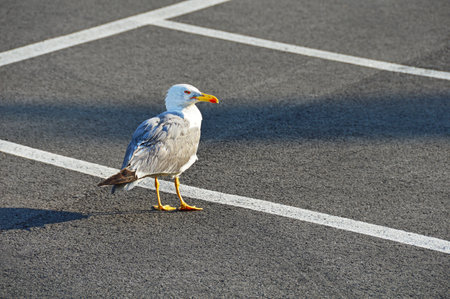 A lonely seagull stands in a car park. Selective focusの写真素材