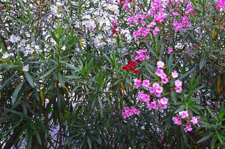 Common oleander (Nerium oleander) is a shrub widespread in the subtropical regions of the planet