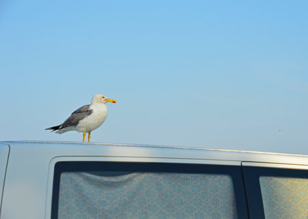 A large lone seagull on the roof of a bus against the background of a cloudless skyの写真素材