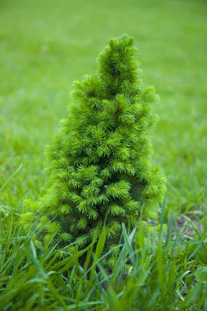 small christmas tree on the grassの写真素材