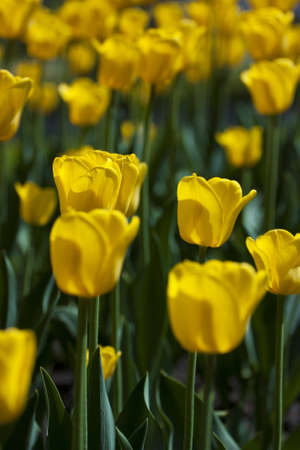 beautiful yellow tulipsの写真素材