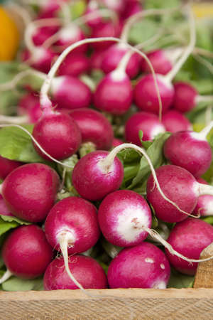 Freshly harvested radishes on display at the market の写真素材