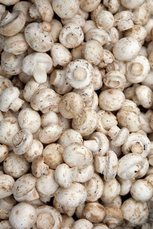 a lot of fresh mushrooms の写真素材