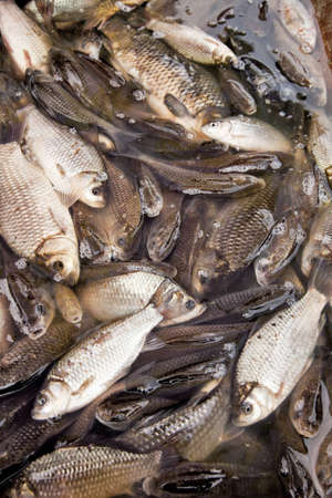 fresh fish from street market の写真素材