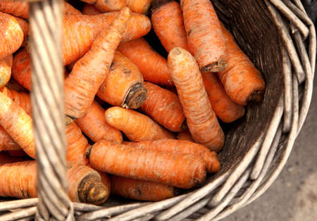 Fresh organic carrots in a wooden の写真素材