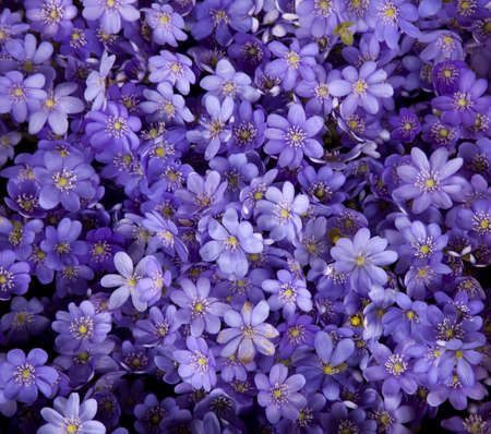 Purple flowers texture closeup の写真素材