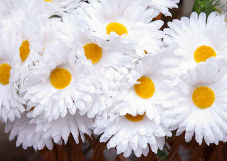 Daisy flower textureの写真素材