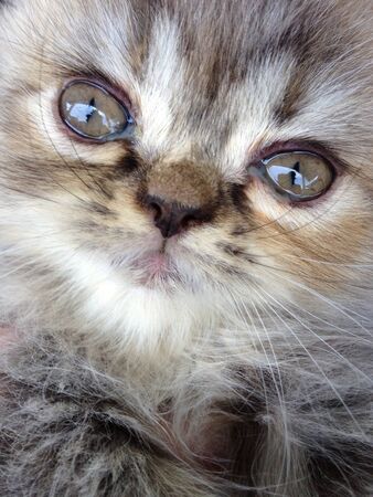 Kittenの素材