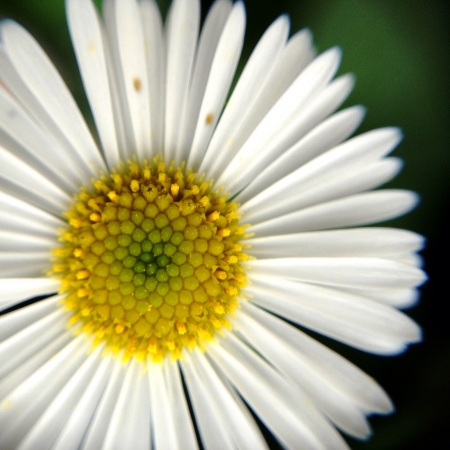 White daisy