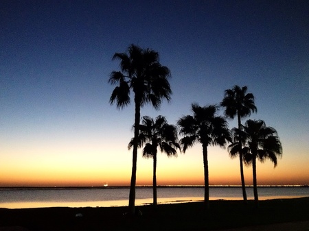 Silhouette of palmtrees の素材