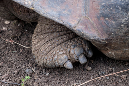 Close-up of the foot of a Galapagos Giant Tortoiseの写真素材