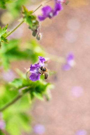 Bee on meadow cranesbill flower with soft blurred backgroundの写真素材