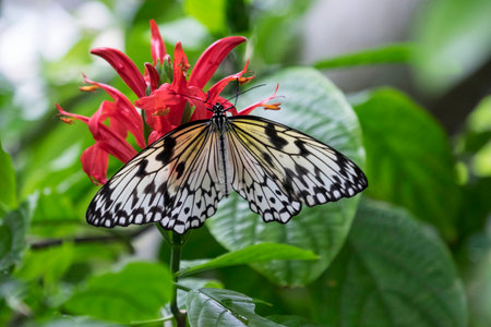 Beautiful black and white Rice Paper Butterfly, or Idea Leuconoe, on pink flowerの写真素材