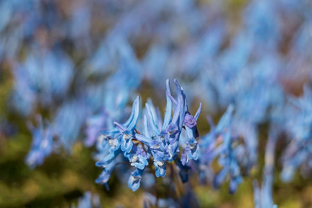 Beautiful China Blue or Corydalis Flexuosa flowers against blurred blue backgroundの写真素材