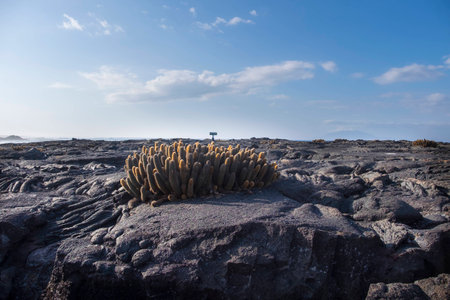 A group of lava cacti grows in the barren landscape of lava rocks on Galapagos Islandsの写真素材
