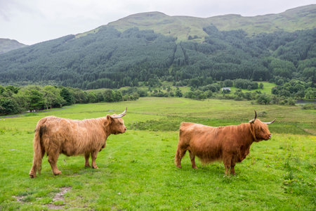 Typical Scottish scene of pair of Highland cattle in farmland with wooded hills in the backgroundの写真素材