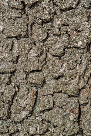 Rough patterns, shadows and texture of the cracks and crevices bark on an old tree