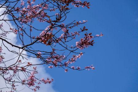 Beautiful delicate pink cherry blossom against blue sky background