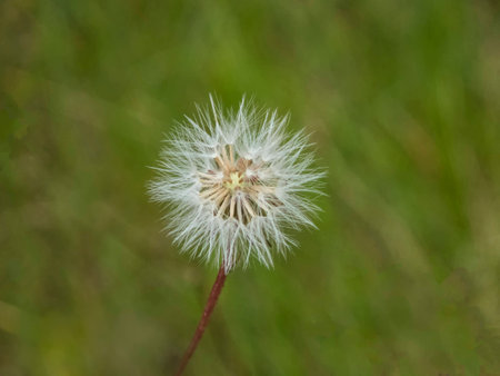 Soft fluffy dandelion seed head against blurred green backgroundの写真素材