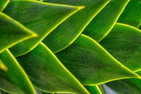 Close up of the sun shining on the spiky leaves of a monkey puzzle tree creating abtract shapes in bright greenの写真素材