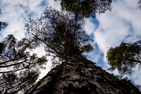 Different perspective of a tree. Looking up along the rough trunk of a tall tree through leaves and...