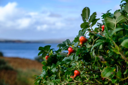 Bright red rose hips and vibrant green leaves on a wild rose bush with Isle of Skye coastal scenery out of focus in the backgroundの写真素材