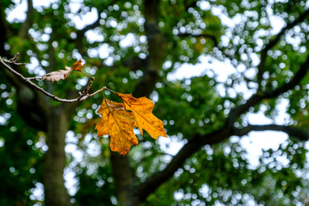 Autumnal woodland scene of two beautiful yellow oak leaves ready to fall from a branch in autumn against bokeh background of green folige and treesの写真素材