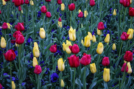 Colorful array of vibrant tulips and pansies. Deep red, pale yellow tulips and purple pansies.の写真素材
