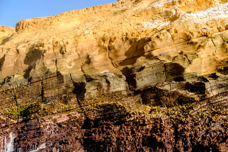 Various forms of life cling to layered rock formation of cliff face on Galapagos Islands. Brown pelican, Sally Lightfoot crabs, marine iguana and barnaclesの写真素材