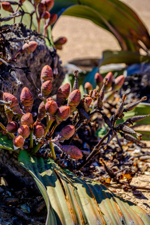 Close up of female cones and large leaves of the unique Welwitschia Mirabilis plant, native to Namibia and named after the Austrian botanist and doctor Friedrich Welwitsch.の写真素材
