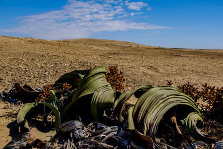 Close up of a male Welwitschia Mirabilis plant, native to Namibia and named after the Austrian botanist and doctor Friedrich Welwitsch, with its large leaves and cones in the bleak landscape of Namib Naukluft National Park.の写真素材