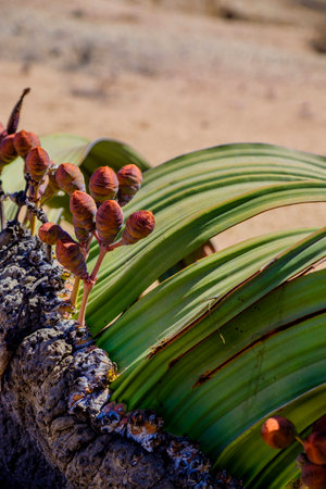 Close up of female cones and large leaves of the Welwitschia Mirabilis plant, native to Namibia and named after the Austrian botanist and doctor Friedrich Welwitsch.の写真素材