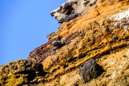 Pair of Galapagos marine iguanas, Amblyrhynchus cristatus, sunbathe on exposed cliff face on the...