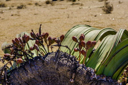 Close up of female cones and large leaves of the unique Welwitschia Mirabilis plant, native to Namibia against arid background of Namib desertの写真素材