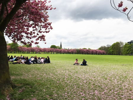 EDINBURGH, SCOTLAND - MAY 11 2018: Group of students sit under cherry blossom tree in the Meadows, a large public park in Edinburgh, capital city of Scotlandのeditorial素材