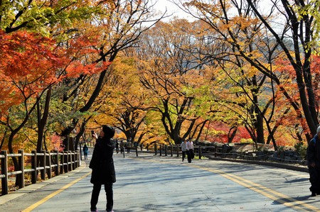 Colorful of tree. Autumn in Seoul, South Koreaのeditorial素材