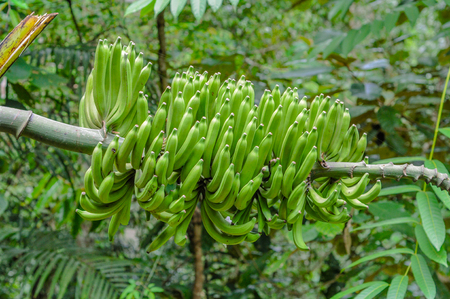Green bananas plantation in the garden.の写真素材