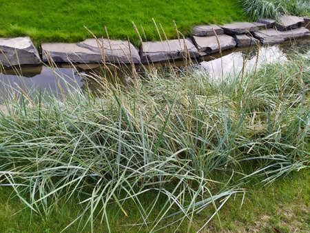 grass on the background of an artificial streamの写真素材