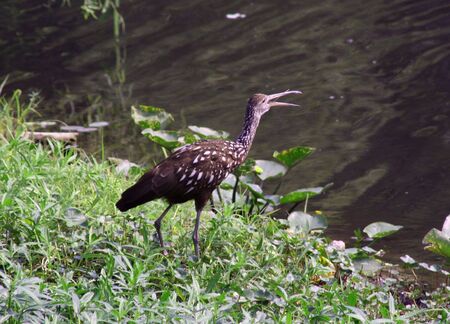 Limpkin calling outの写真素材
