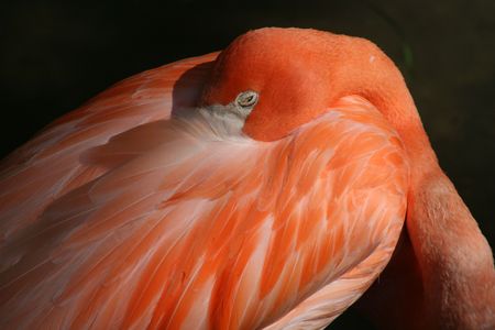 A flamingo tries to stay awakeの写真素材
