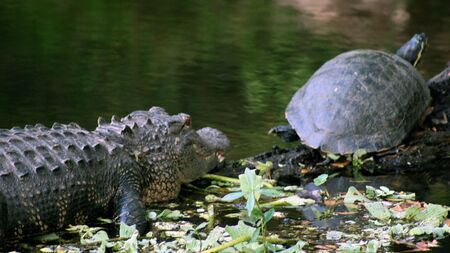 An alligator sizes up a turtleの写真素材