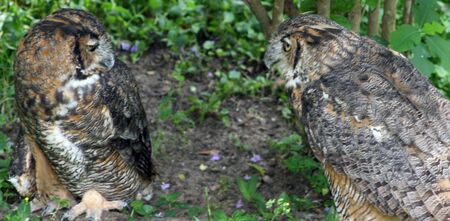 Great Horned Owlsの写真素材