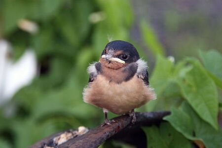 barnswallowの写真素材