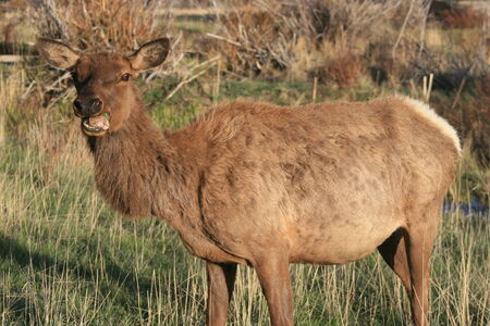 Elkの写真素材